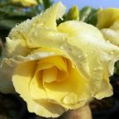 1 Bare roots -  Adenium  Banana - size 4"     #KYPS16