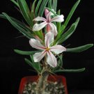 1 Bare Roots - Pachypodium succulentum v. griquense - Size 4"      #KYPS16