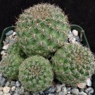 1 Live Plant - Sulcorebutia veronikae Clumping        #KYPS16