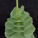 1 live Plant - Portulaca molokeniensis - Size  4"    #KYPS16