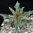 1 Live Plant - Pachypodium namaquanum - size 4"    #KYPS16