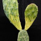 1 Live Plant - Opuntia  Sunburst - Bare roots  #KYPS16