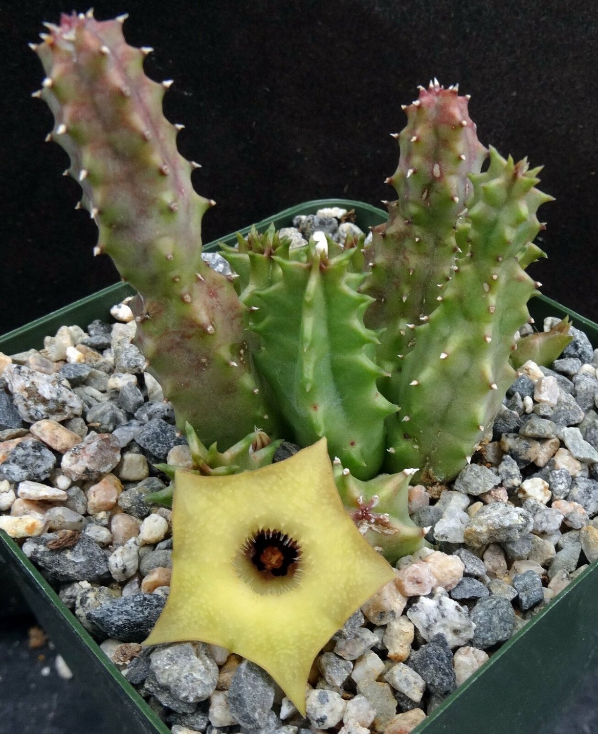 1 Live Plant - Huernia thuretii - Bare roots  #KYPS16
