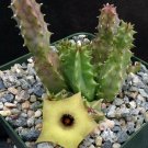 1 Live Plant - Huernia thuretii - Bare roots  #KYPS16