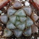 1 Bare roots  - Haworthia cooperi Purple form - size 3" #KYPS16