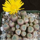 1 Succulent - Fenestraria rhopalophylla - Bare root  #KYPS16