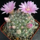 1 Succulent Live Plant - Mammillaria stampferi - Bare roots   #KYPS16