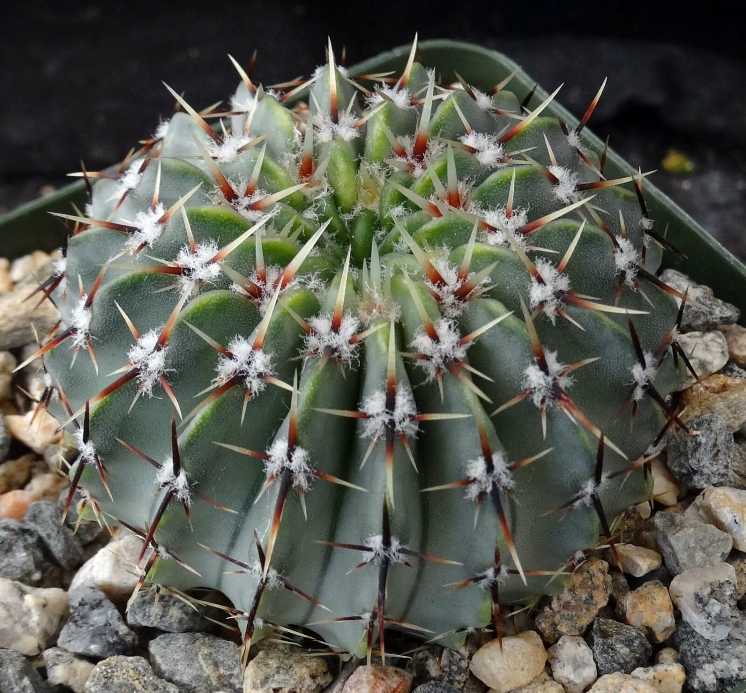 1 Succulent Variated Plant - Parodia buiningii - Bare roots  #KYPS16