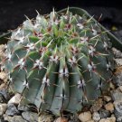 1 Succulent Variated Plant - Parodia buiningii - Bare roots  #KYPS16