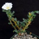 1 Live Plant - Sarcocaulon vanderetiae  Monsonia Succulent  #KYPS16