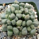 1 Bare Roots - Aloinopsis schooneesii Succulent   #KYPS16