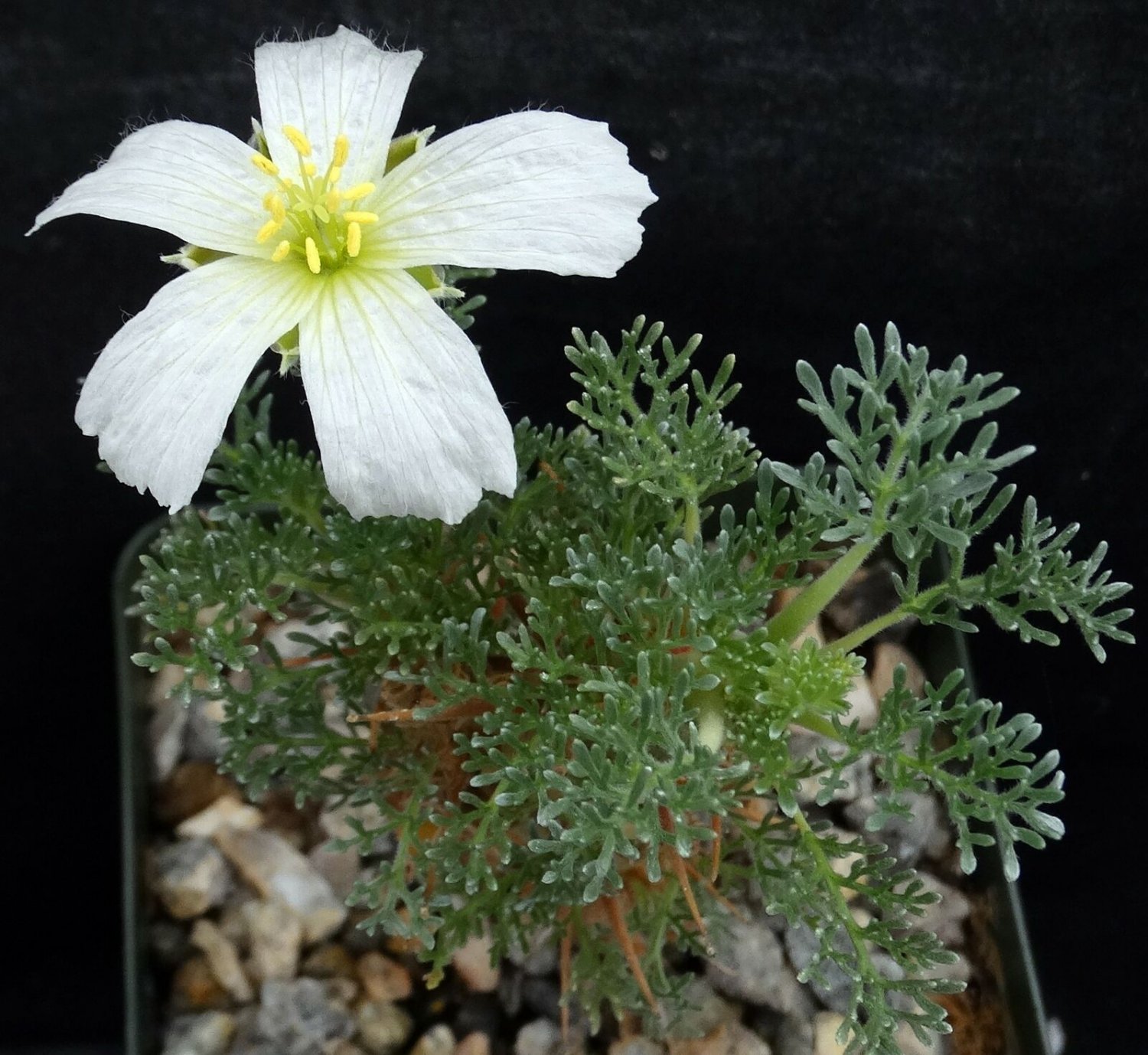 1 Bare roots  Plant - Sarcocaulon herrei  Monsonia  - Easy To grow  #KYPS16