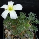 1 Bare roots  Plant - Sarcocaulon herrei  Monsonia  - Easy To grow  #KYPS16