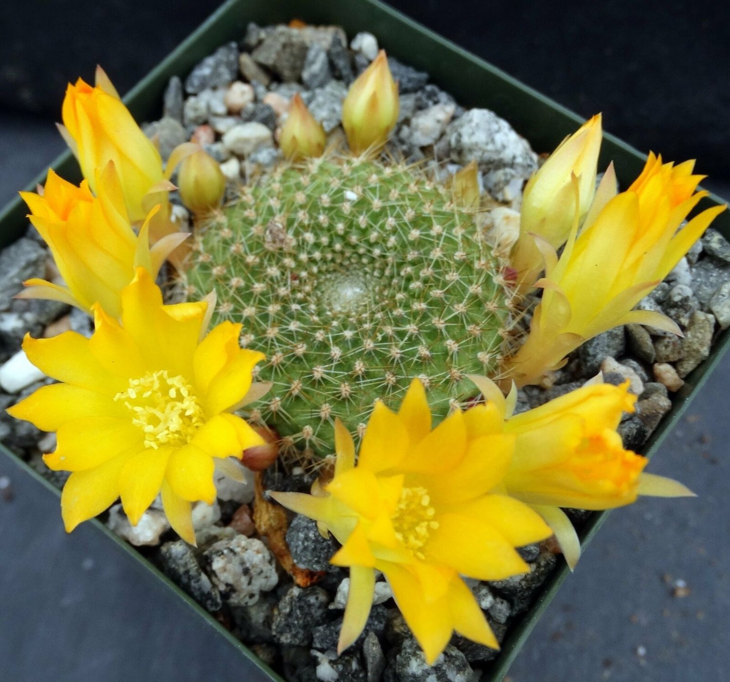 1 Bare roots  Plant - Rebutia marsoneri - Easy to Grow   #KYPS16