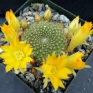 1 Bare roots  Plant - Rebutia marsoneri - Easy to Grow   #KYPS16