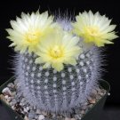 1 Bare roots  Plant - Parodia rudibuenekeri - Easy to Grow  #KYPS16