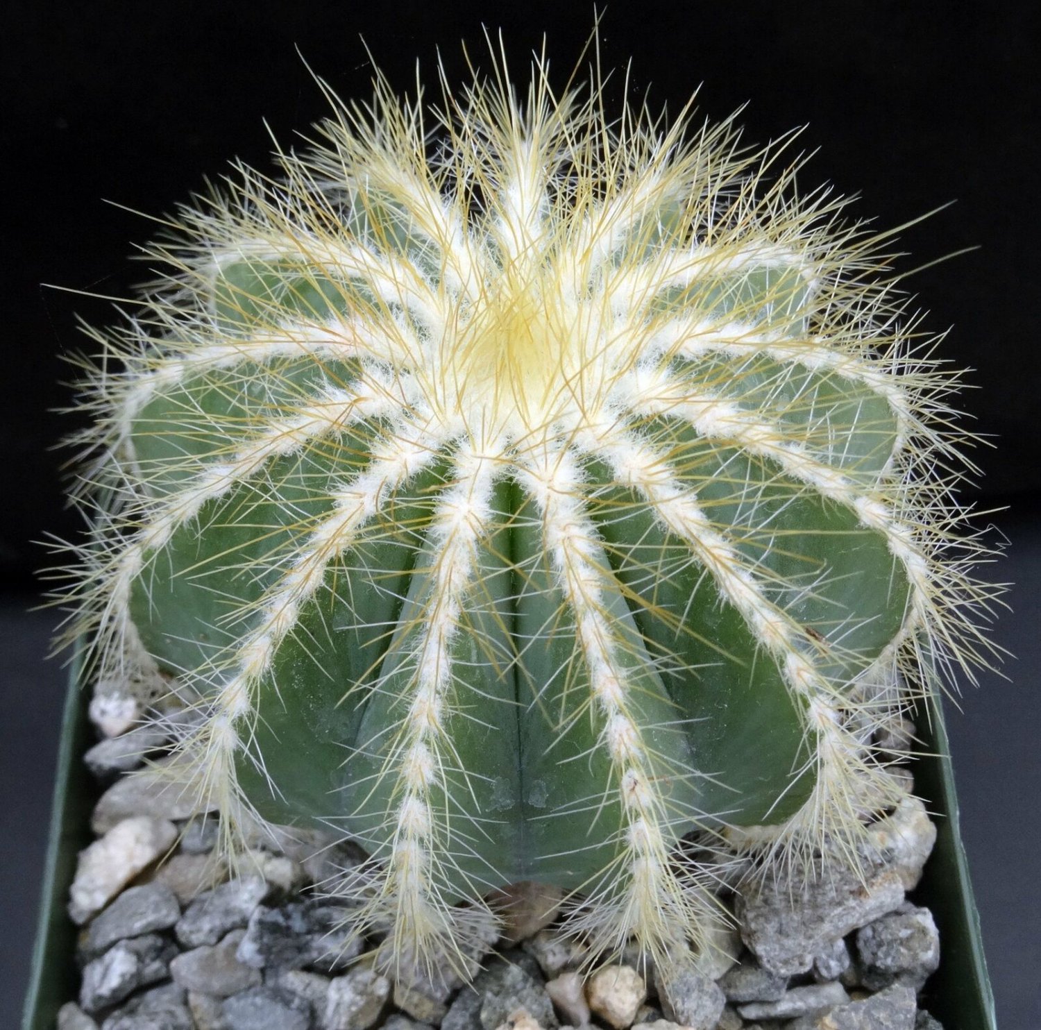 1 Bare roots  Plant -  Parodia magnifica    #KYPS16
