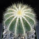 1 Bare roots  Plant -  Parodia magnifica    #KYPS16