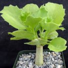 1 Cyphostemma cirrhosum - Bare roots  Plant    #KYPS16