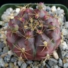 1 Succulent Live Plant -Gymnocalycium damsii  #KYPS16