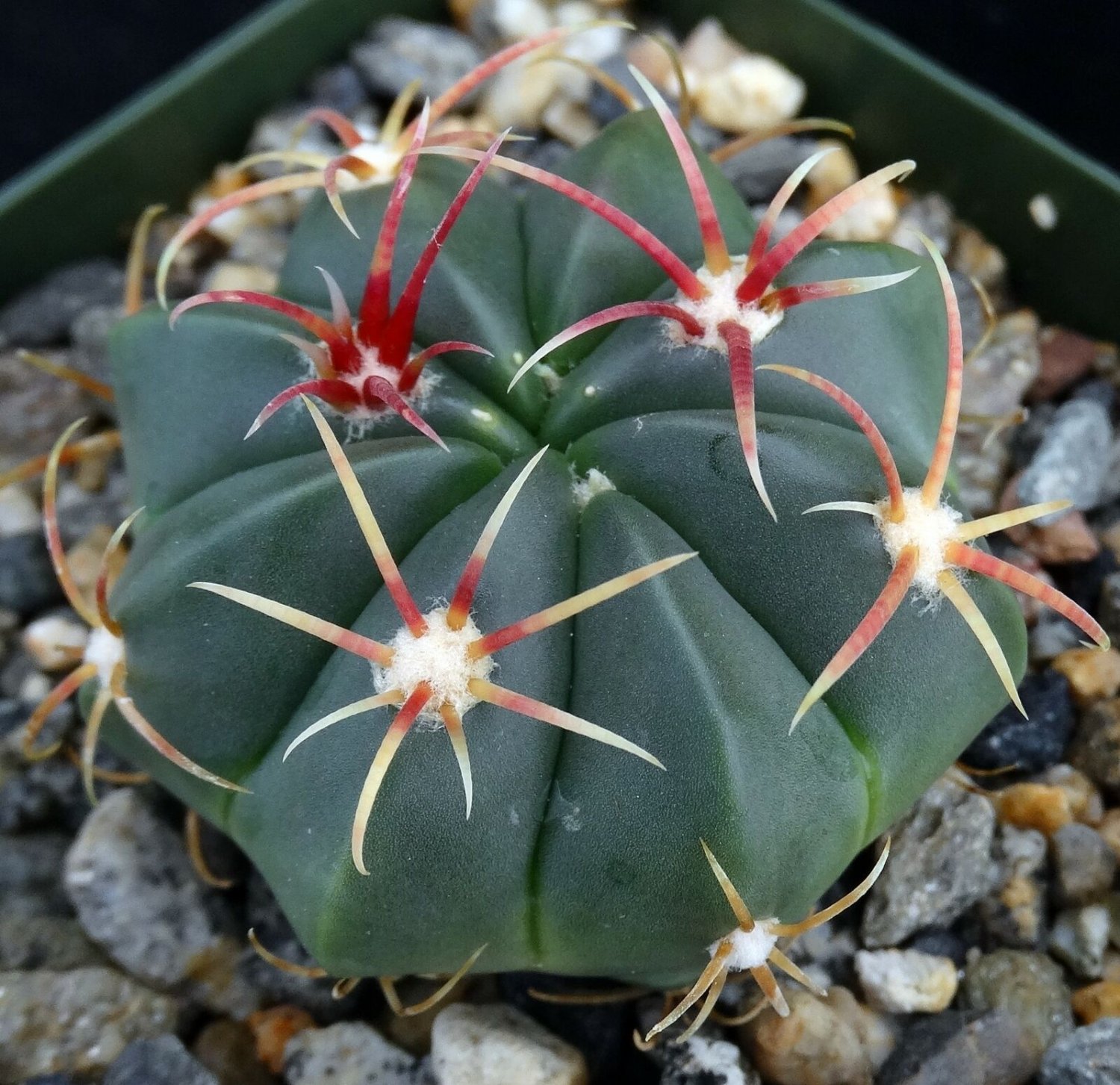 1 Bare Roots - Ferocactus marcrodiscus - Easy to Grow    #KYPS16