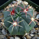 1 Bare Roots - Ferocactus marcrodiscus - Easy to Grow    #KYPS16