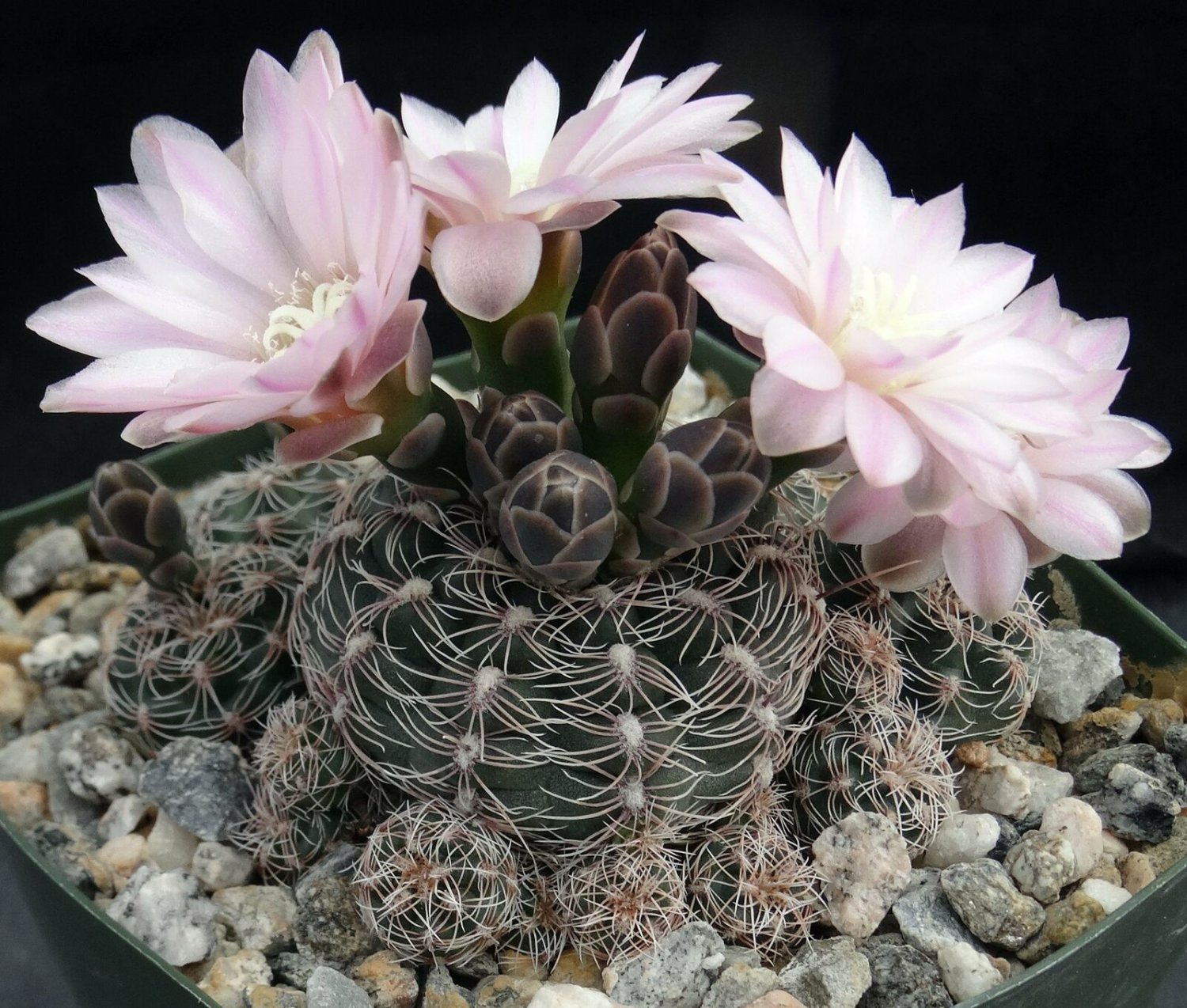 1 Gymnocalycium bruchii Succulent - Bare roots    #KYPS16