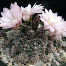 1 Gymnocalycium bruchii Succulent - Bare roots    #KYPS16