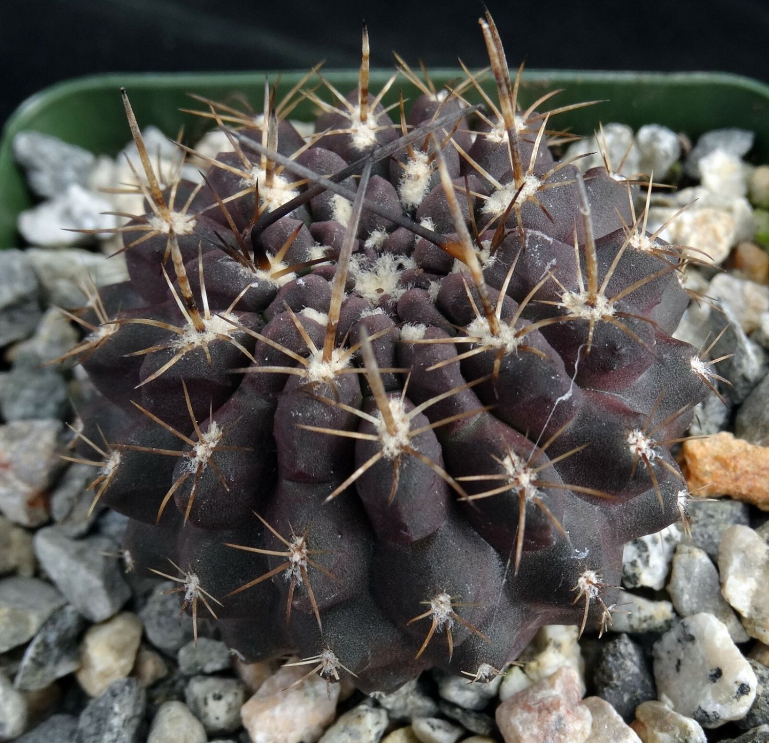 1 Live Plant - Eriosyce setosiflora - Bare Roots  #KYPS16