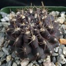 1 Live Plant - Eriosyce setosiflora - Bare Roots  #KYPS16