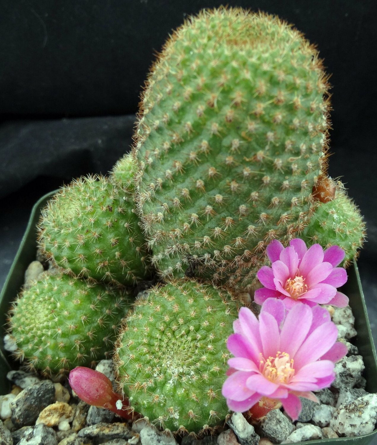 1 Succulent  Bare roots - Rebutia perplexa  #KYPS16