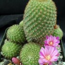 1 Succulent  Bare roots - Rebutia perplexa  #KYPS16