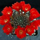 1 Succulent Live Plant  - Rebutia kupperiana    #KYPS16