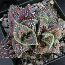 1 Bare roots - Faucaria tuberculosa  Sato Succulent - Live Plant    #KYPS16