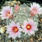 1 Bare roots -  Succulent Mammillaria glassiana  #KYPS16