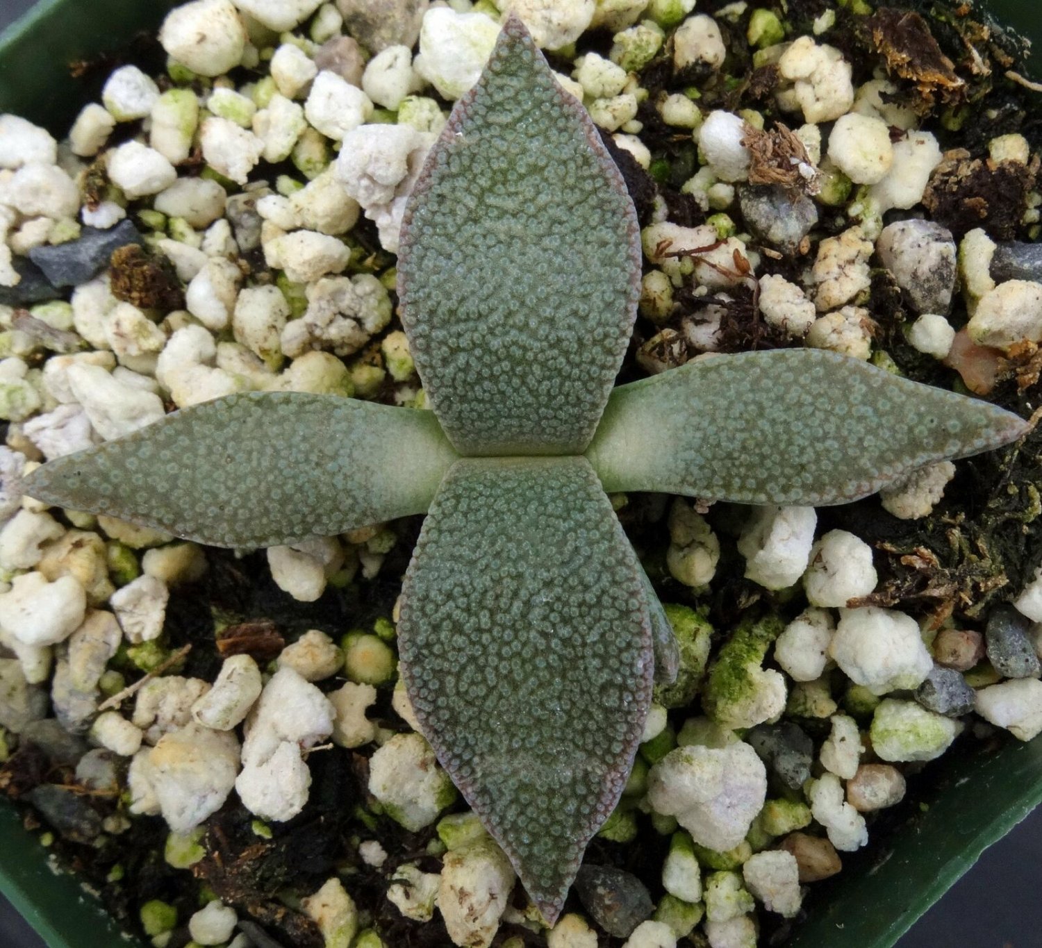 1 Bare Roots - Aloinopsis rubrolineata - Live Plant   #KYPS16