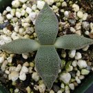 1 Bare Roots - Aloinopsis rubrolineata - Live Plant   #KYPS16