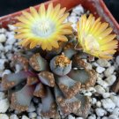 1 Succulent Plant - Titanopsis hugoschlecteri - Bare roots   #KYPS16