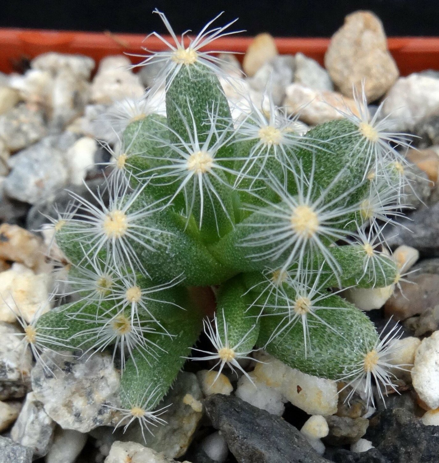 1 Secculent - Trichodiadema densum - Bare roots  #KYPS16