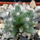 1 Secculent - Trichodiadema densum - Bare roots  #KYPS16