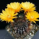 1 Live Plant - Lobivia arachnacantha Succulent  #KYPS16