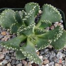 1 Bare roots - Aloinopsis malherbei succulent  #KYPS16
