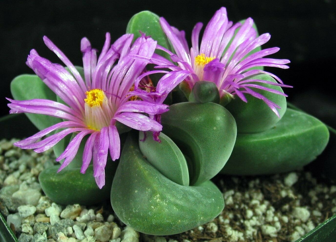 1 Bare Roots - Gibbaeum dispar Succulent - Live Plant  #KYPS16