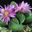 1 Bare Roots - Gibbaeum dispar Succulent - Live Plant  #KYPS16