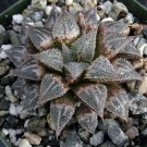 1 Bare roots - Haworthia emelyae succulent    #KYPS16