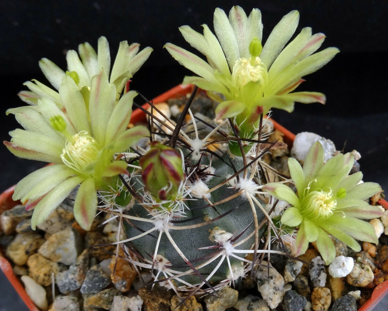 1 Bare Roots - Echinocereus viridiflorus Succulent  #KYPS16
