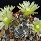 1 Bare Roots - Echinocereus viridiflorus Succulent  #KYPS16