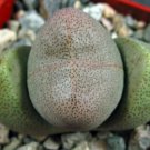1 Bare roots - Pleiospilos nelii Succulent   #KYPS16