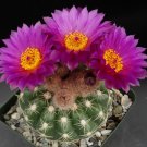 1 Live Plant - Parodia uebelmanniana v. uebelmanniana Succulent   #KYPS16