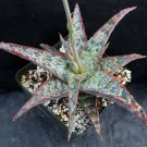 1 Live Plant - Aloe x  Wrasse Succulent    #KYPS16